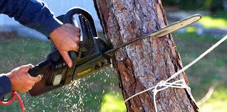 Trusted Hagerstown, MD Tree Services Experts